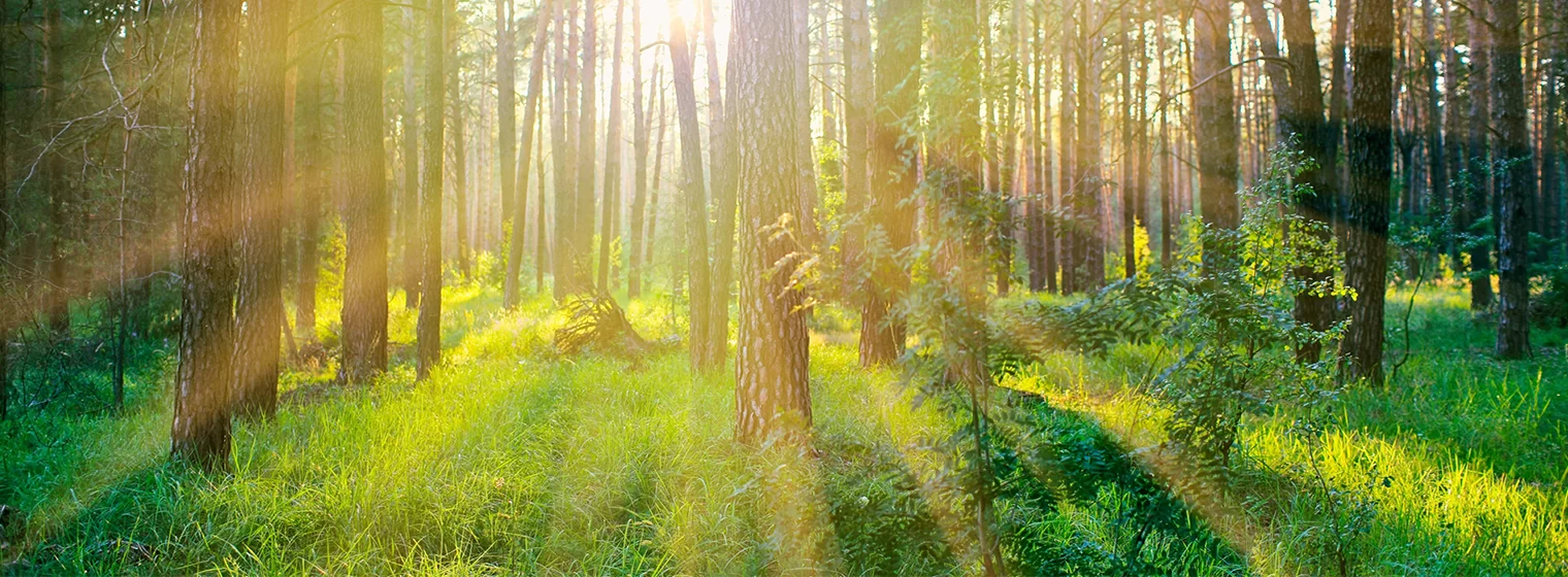 Votorantim – PLANFLOR: planejamento florestal de longo prazo