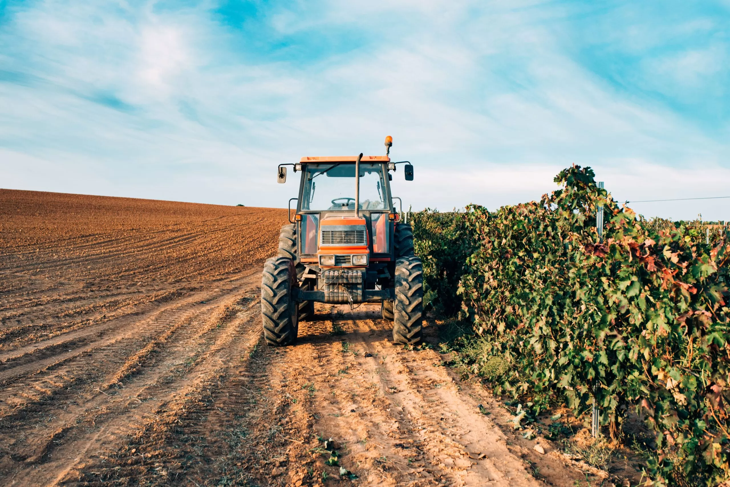 Agronegócio: como planejar a produção de sementes de modo eficiente?